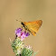 Large Skipper