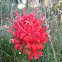 An allium of some sort?
