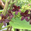 Carolina Milkvine