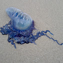 Portuguese man o' war