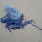 Portuguese man o' war