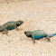 Granite spiny lizard