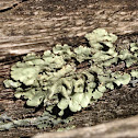 Lichen