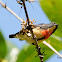 Blood breasted Flowerpecker