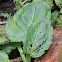 Eastern Skunk Cabbage