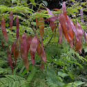 Flame Acacia