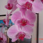 Orchid