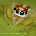 Jumping Spider
