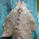 lobster moth