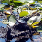Midland Painted Turtle