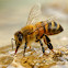 Honey bee