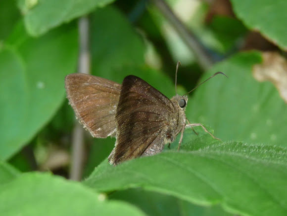 Spotting Image 1