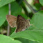 Skipper