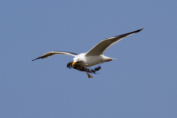 Spotting Image 1