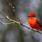 Vermilion Flycatcher