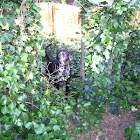 English Ivy