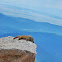 Yellow Bellied Marmot