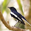 Oriental Magpie Robin