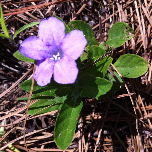 Spotting Image 1