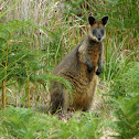 Swamp Wallaby