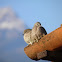 Inca Dove