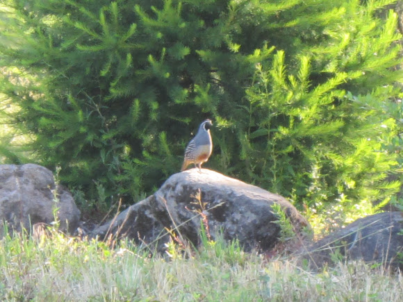 Spotting Image 1