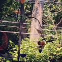 Baltimore Orioles