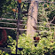 Baltimore Orioles