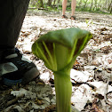 Jack-In-The-Pulpit