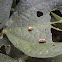 Three striped ladybird beetle(Larvae)