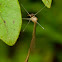 Crane Fly?