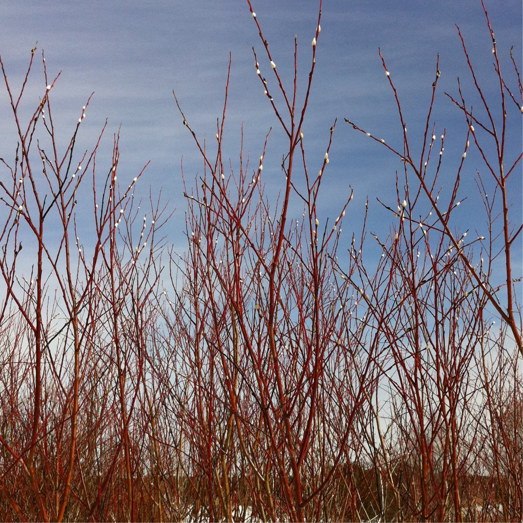 Violet Willow