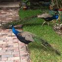 Indian Peacock