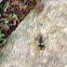 Yellow-spotted Ground Beetle or Pagoda Beetle