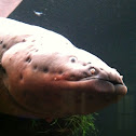 Electric Eel