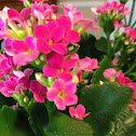 Kalanchoe