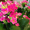 Kalanchoe