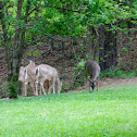 White-tailed Deer
