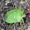 Green vegetable bug