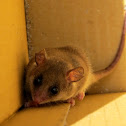 Eastern Pygmy Possum