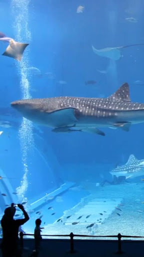 Real Shark Aquarium LWP