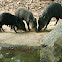 Collared Peccary