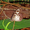 Large Tree Nymph