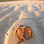 Horseshoe crab
