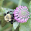Common Eastern Bumble Bee