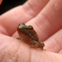Common toad