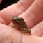 Common toad