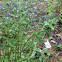 Ostrich Fern