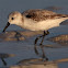 Sanderling