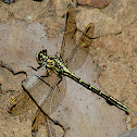 Yellow-striped Hunter